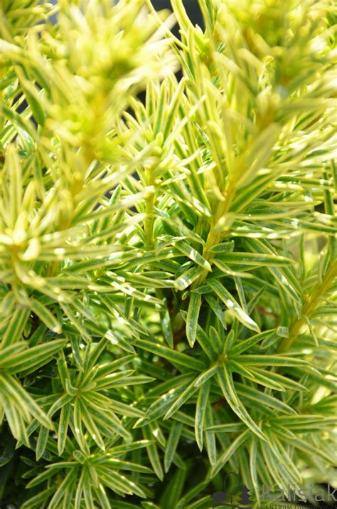 Taxus Baccata David Cis Pospolity