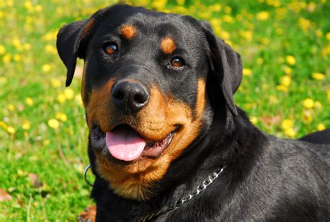 Rottweiler Temperament Lifespan Shedding Puppy