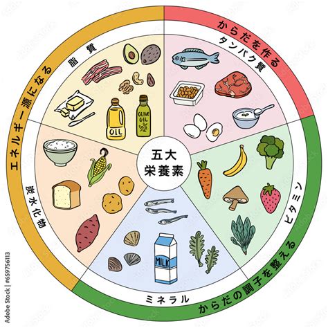 五大栄養素 三色食品群 食品 一覧表 Stock ベクター Adobe Stock