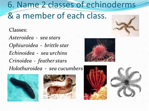 Echinodermata Classes