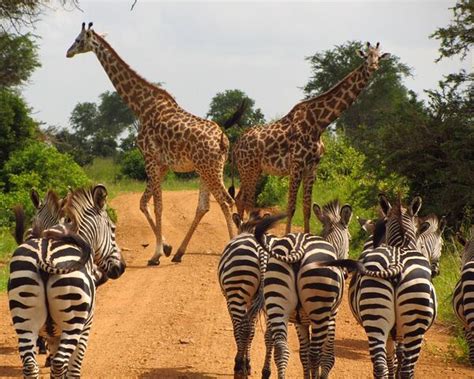 Day Trip Mikumi Nyerere National Park Arusha Safaris Tanzania