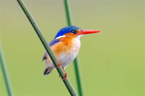 Malachite Kingfisher: A Jewel of Waterways | WorldWeet