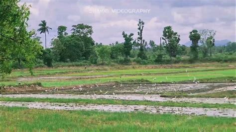 The Beauty Of Sammanthurai Sri Lanka Sammanthurai Paddyfields Youtube