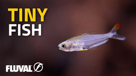 TINY FISH: A Summary of Small Species for Aquariums! – HousePetsCare.com