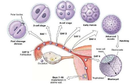 Q28)Explain the process of blastocyst formation with the help of a ...