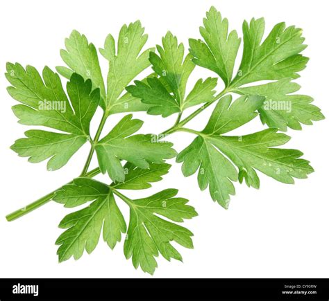 Parsley On A White Background Stock Photo Alamy