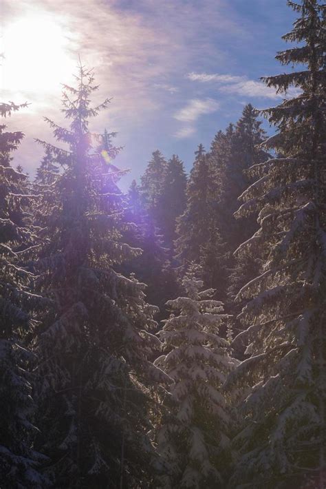 winter landscape in forest at sunset 11575312 Stock Photo at Vecteezy