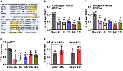 Figure 1 from CDR1as regulates α synuclein mediated ischemic brain