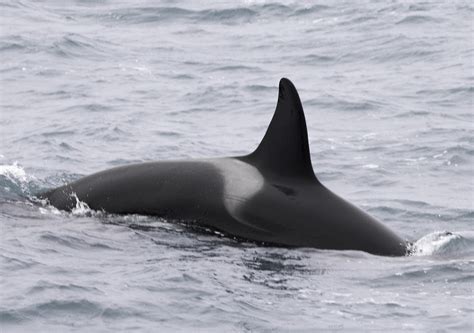 Killer Whale Orcinus Orca Killer Whale In Iceland Flickr