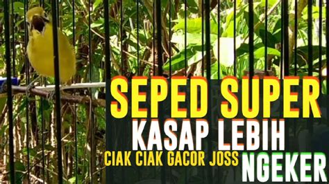 Seped Super Kasap Lebih Ciak Ciak Gacor Jos Ngeker Master Nya Kecial