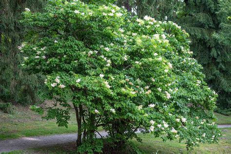 How to Grow and Care for Ivory Silk Lilac Tree