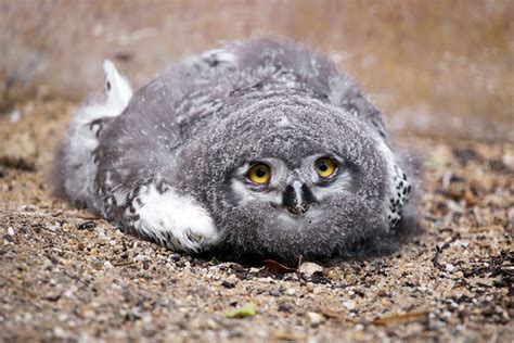 A Baby Owl Sleeping Face Down Is Unbelievable