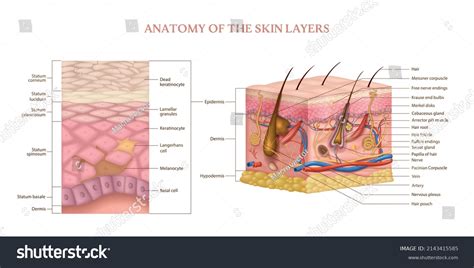 Human Epidermal Cells Diagram