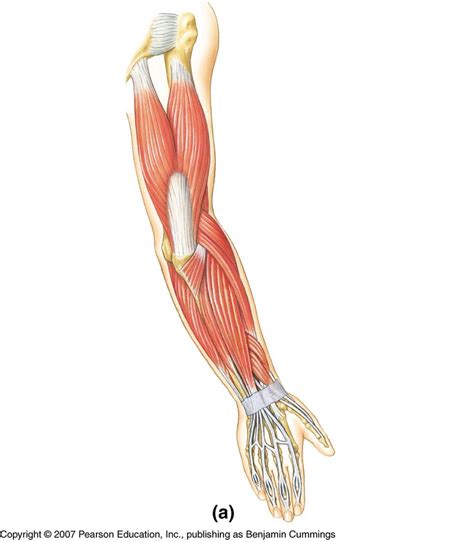 Posterior Arm Muscles 1 Diagram Quizlet