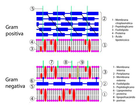 Pared Celular Gram Positiva Y Gram Negativa Diferencias Compartir