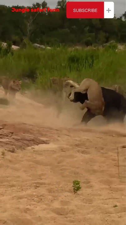 Intense Lion Vs Buffalo Showdown Predators Vs Prey In The Wild