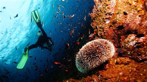 The Best Diving & Snorkeling Spots in Bali