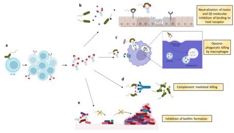 A B Cells That Are Exposed To A Single Pathogen Start Replicating Download Scientific Diagram