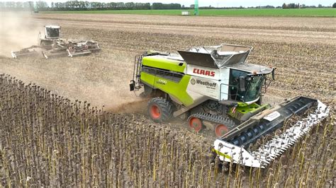 Sonnenblumen Ernte 2022 Mähdrescher CLAAS Lexion 2023 Geringhoff