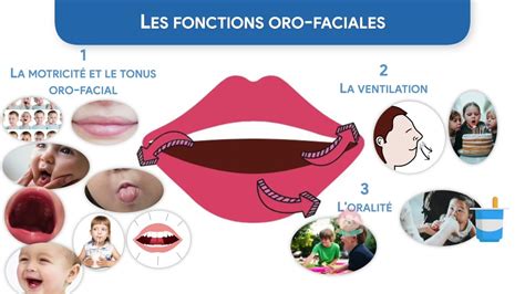 Les Fonctions Oro Faciales En Orthophonie Qu Est Ce Que C Est Youtube