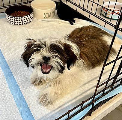 Culver City CA Shih Tzu Shih Tzu Meet PEBBLES A Pet For Adoption