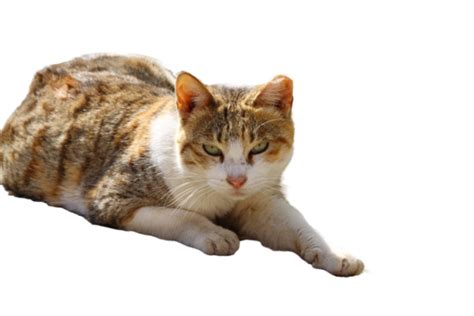 Orange Tabby Cat Png Transparent Images Free Download Vector Files