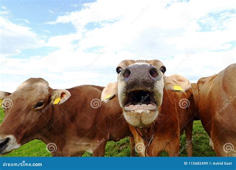 A Mooing Cow Funny Cow Photo With Open Mouth Stock Image Image Of