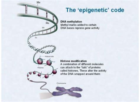 Gene Expression Regulation Flashcards Quizlet