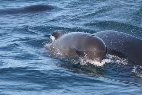 Long-finned Pilot Whale – "OCEAN TREASURES" Memorial Library