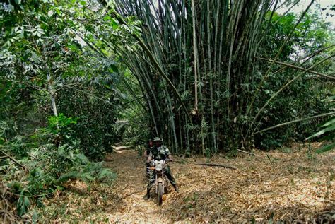 How poor management of Nigerian forests led to exploitation by criminals | The ICIR