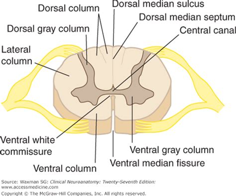 The Spinal Cord Neupsy Key