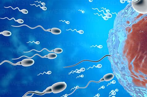 3d Rendered Illustration Visualisation Of Sperm Cells Racing To A Egg