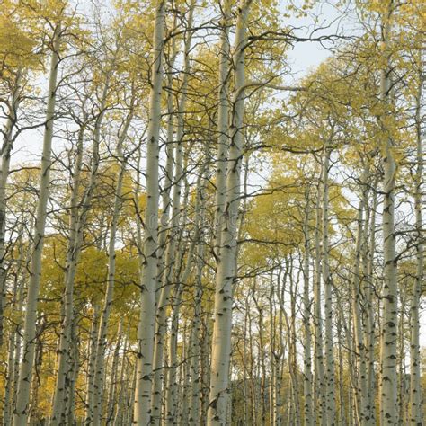 Aspen trees in Fall color stock image. Image of autumn - 2046353