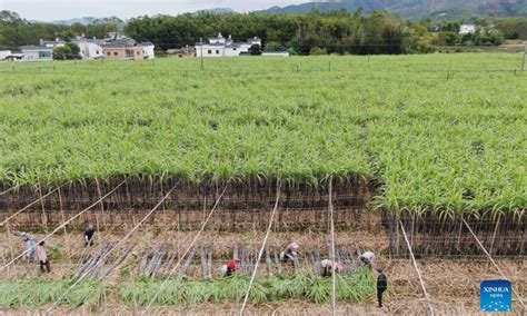 Farmers Harvest Sugar Canes In South Chinas Guangdong Global Times