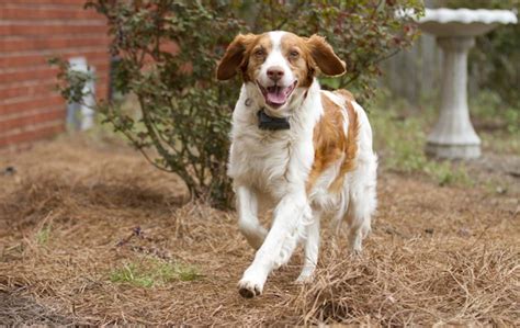 Brittany Spaniel Dog Breed Information And Images K9 Research