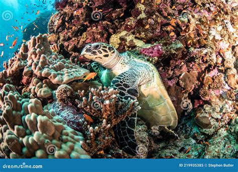 A Green Turtle on a Coral Reef in the Red Sea Stock Image - Image of ...