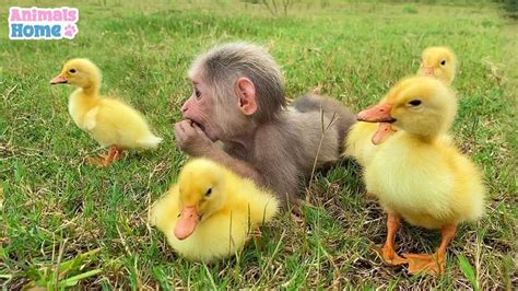 Sweet moments of monkey BiBi and friends | Cute animals, Animals, Animal house