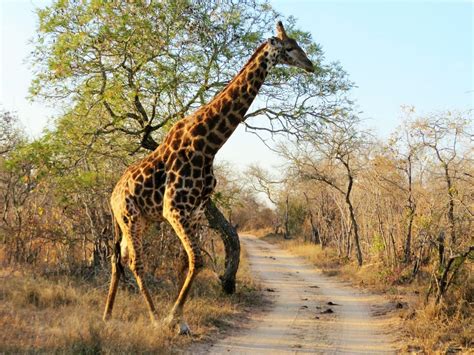 Safári no Kruger entenda como funciona o melhor safári da África do Sul