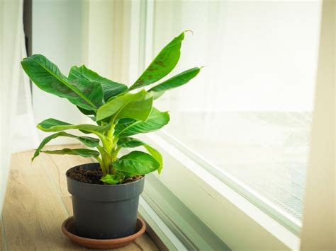 Indoor Banana Plant: How To Grow Banana Inside | Gardening Know How