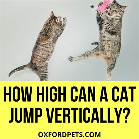 How High Can A Cat Jump Vertically 2022 Review Oxford Pets