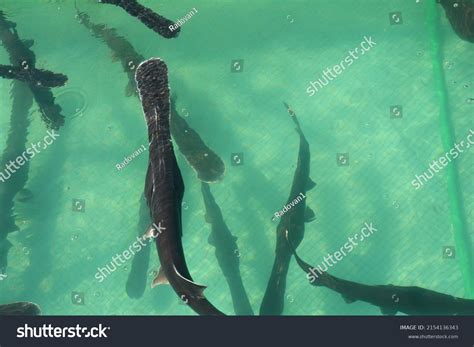 48 American Paddlefish Images, Stock Photos & Vectors | Shutterstock