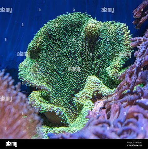 Green coral hi-res stock photography and images - Alamy