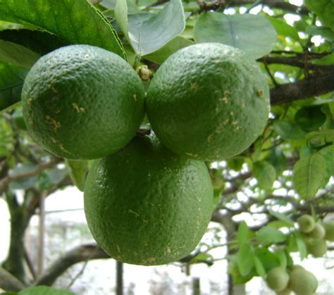 Limão Galego Citrus Aurantifolia Br