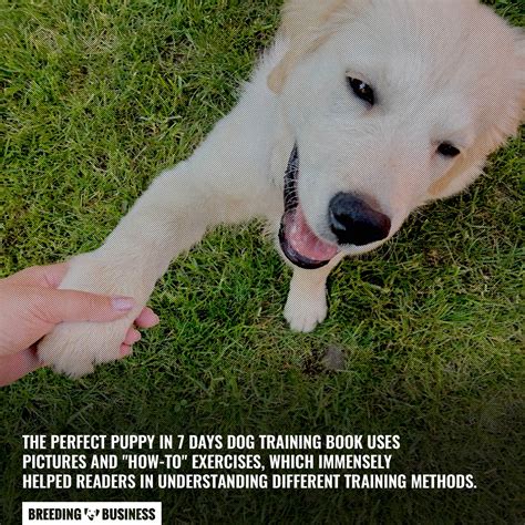 10 Best Dog Training Books – Positive Reinforcement, Obedience & FAQs