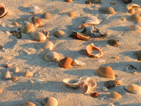 Free Images Beach Sea Sand Rock Shore Fauna Material Starfish