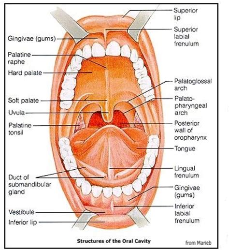 Pediatric Pearls: Infant's Mouth Part 2 - Tongues and Ties