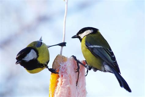 Feeding Birds In Winter