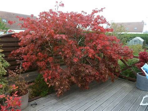 Japanese maple fall colors | Japanese maple tree, Japanese maple, Maple ...