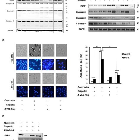 Apoptosis Enhanced By The Cotreatment Of Quercetin And Cisplatin In