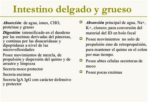 Diferencias Entre El Intestino Delgado Y El Grueso Cuerpo Humano